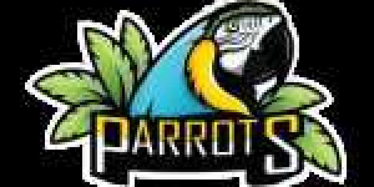 Understanding the Factors Influencing the Cost of African Grey Parrots