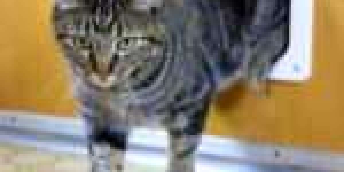 Forget Skilled Pet Door Installer: 10 Reasons Why You Don't Need It